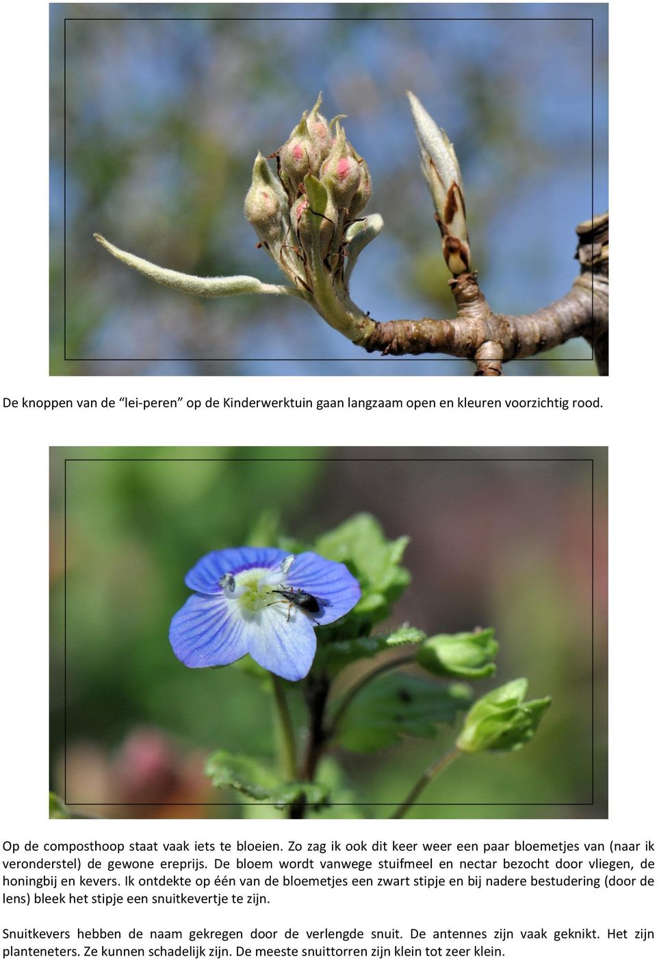 De bloem wordt vanwege stuifmeel en nectar bezocht door vliegen, de honingbij en kevers.