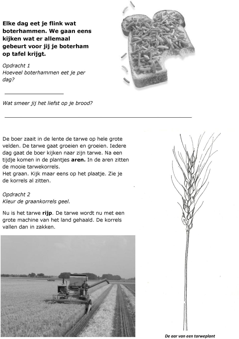 Iedere dag gaat de boer kijken naar zijn tarwe. Na een tijdje komen in de plantjes aren. In de aren zitten de mooie tarwekorrels. Het graan.