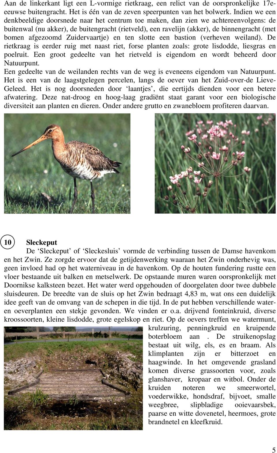 afgezoomd Zuidervaartje) en ten slotte een bastion (verheven weiland). De rietkraag is eerder ruig met naast riet, forse planten zoals: grote lisdodde, liesgras en poelruit.