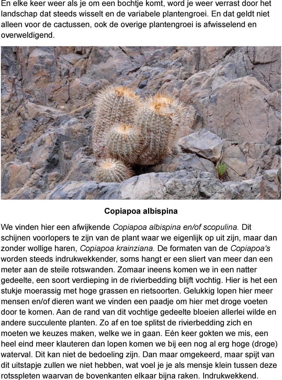 Dit schijnen voorlopers te zijn van de plant waar we eigenlijk op uit zijn, maar dan zonder wollige haren, Copiapoa krainziana.