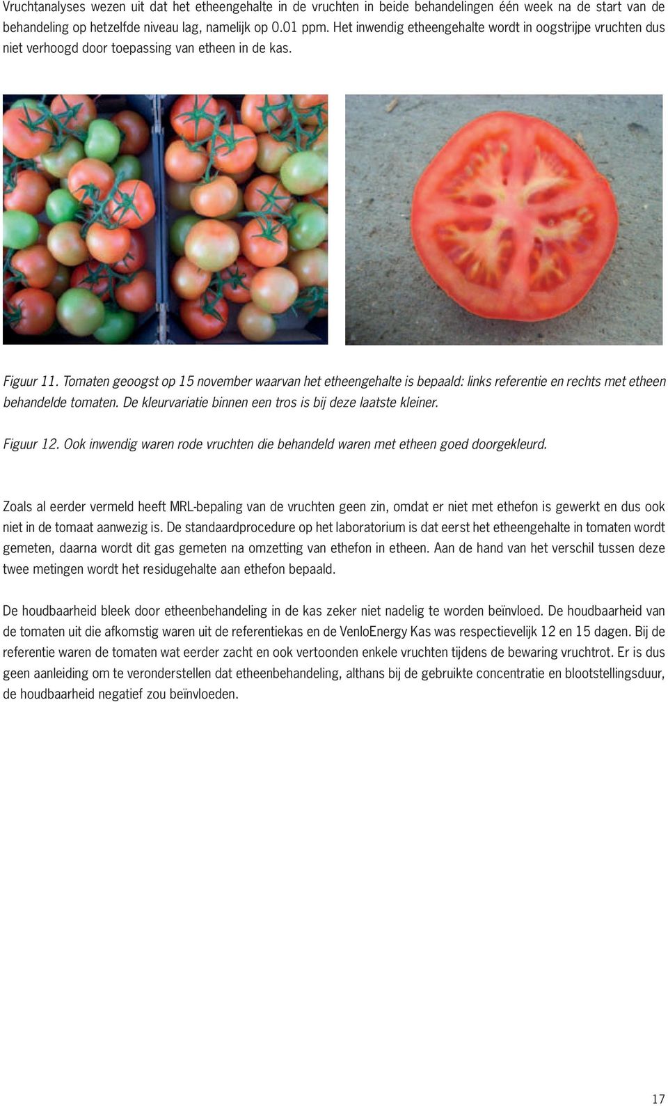 Tomaten geoogst op 15 november waarvan het etheengehalte is bepaald: links referentie en rechts met etheen behandelde tomaten. De kleurvariatie binnen een tros is bij deze laatste kleiner. Figuur 12.