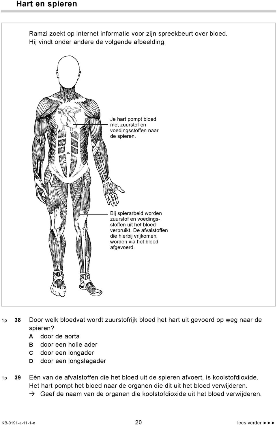 De afvalstoffen die hierbij vrijkomen, worden via het bloed afgevoerd. 1p 38 Door welk bloedvat wordt zuurstofrijk bloed het hart uit gevoerd op weg naar de spieren?