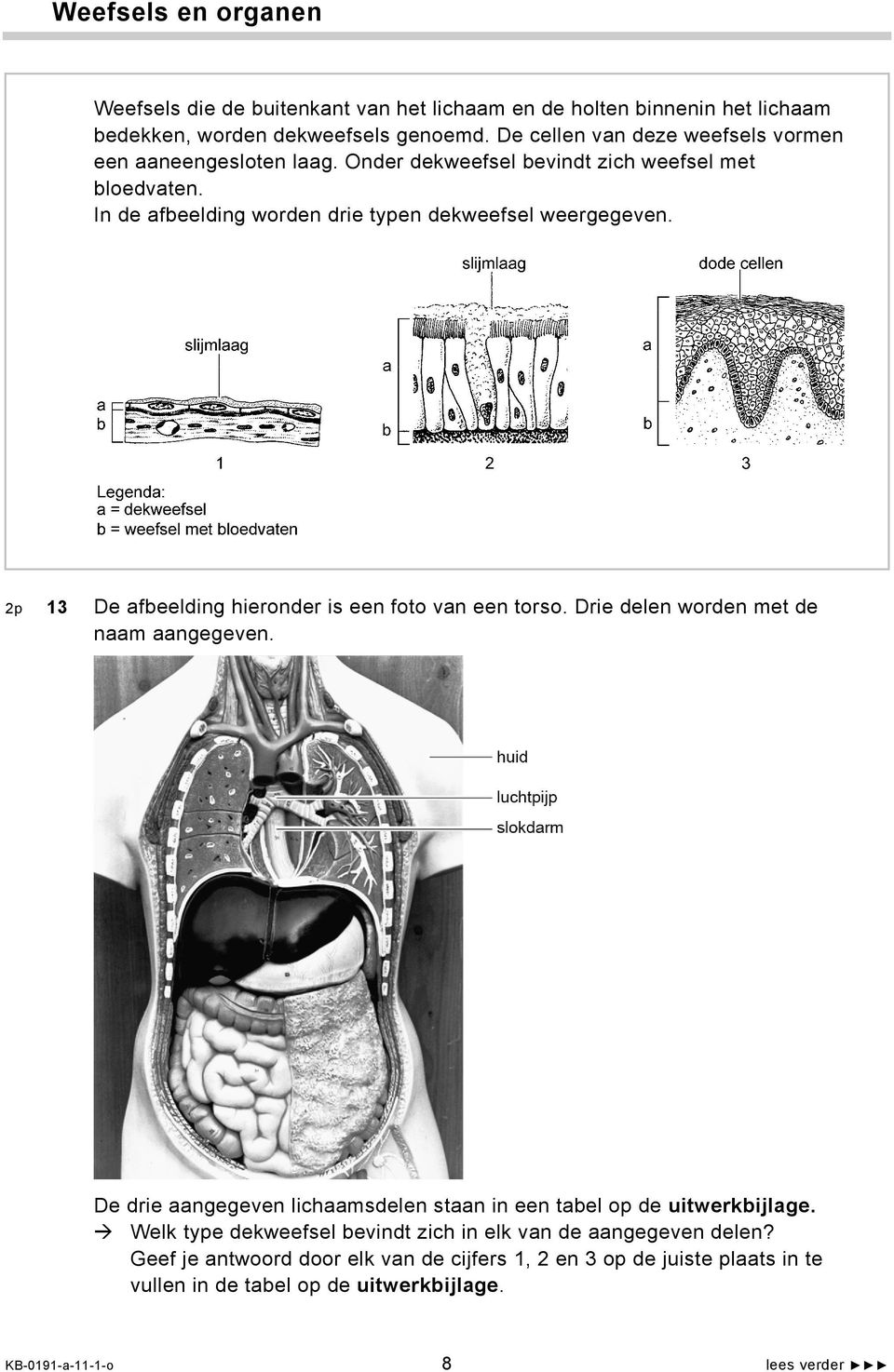 slijmlaag dode cellen slijmlaag Legenda: a = dekweefsel b = weefsel met bloedvaten 2p 13 De afbeelding hieronder is een foto van een torso. Drie delen worden met de naam aangegeven.