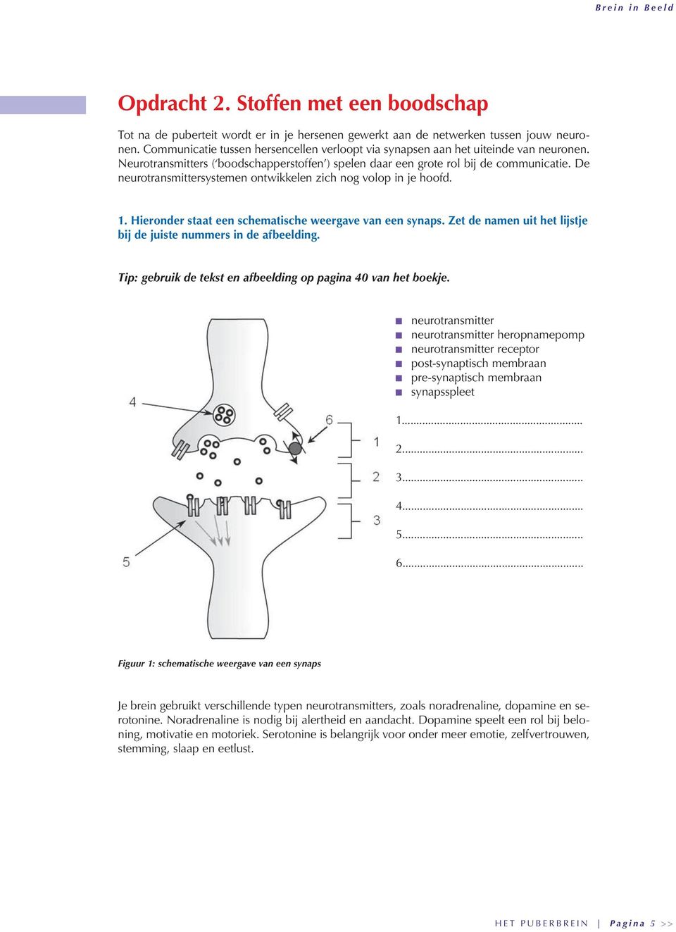 De neurotransmittersystemen ontwikkelen zich nog volop in je hoofd. 1. Hieronder staat een schematische weergave van een synaps. Zet de namen uit het lijstje bij de juiste nummers in de afbeelding.