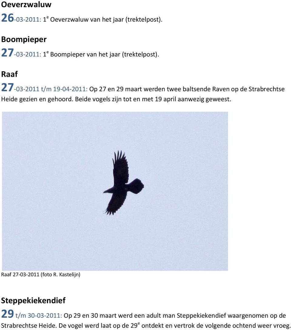 Beide vogels zijn tot en met 19 april aanwezig geweest. Raaf 27-03-2011 (foto R.