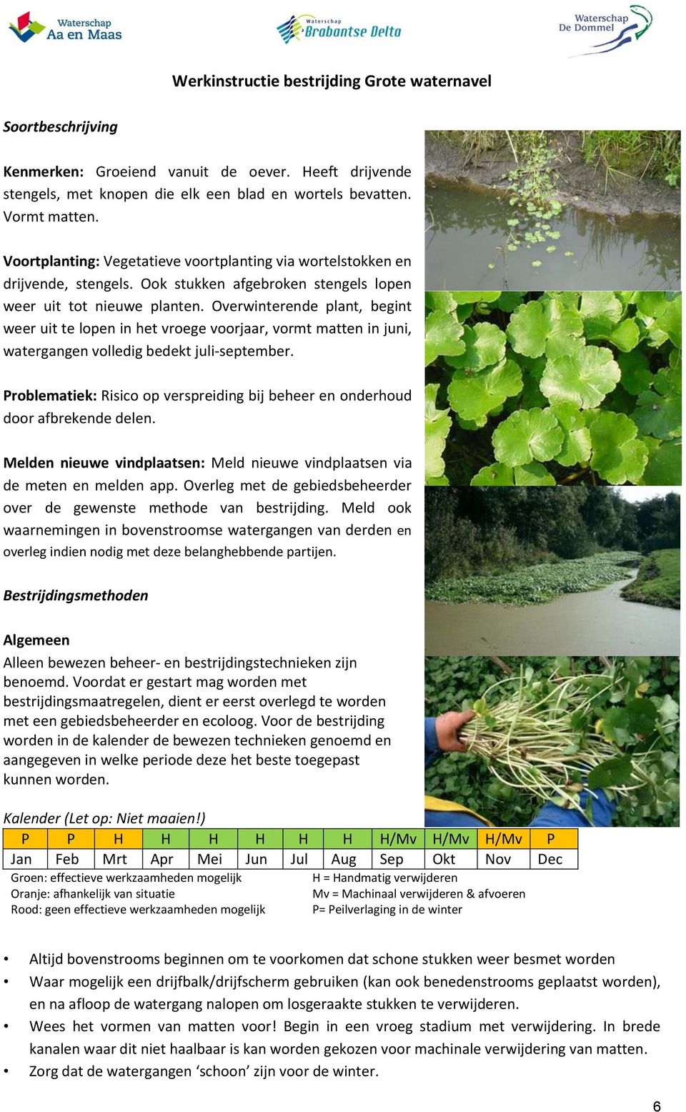 Overwinterende plant, begint weer uit te lopen in het vroege voorjaar, vormt matten in juni, watergangen volledig bedekt juli-september.