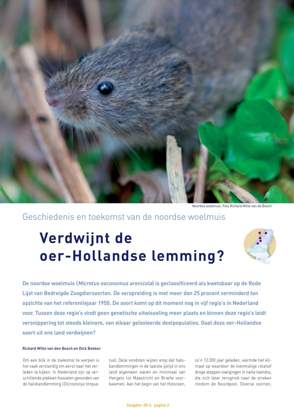 De verspreiding is met meer dan 25 procent verminderd ten opzichte van het referentiejaar 1950. De soort komt op dit moment nog in vijf regio s in Nederland voor.