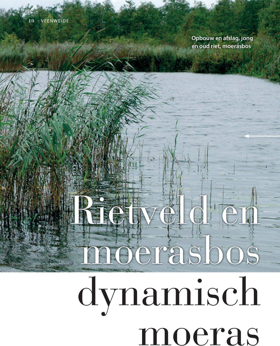 riet, moerasbos Rietveld