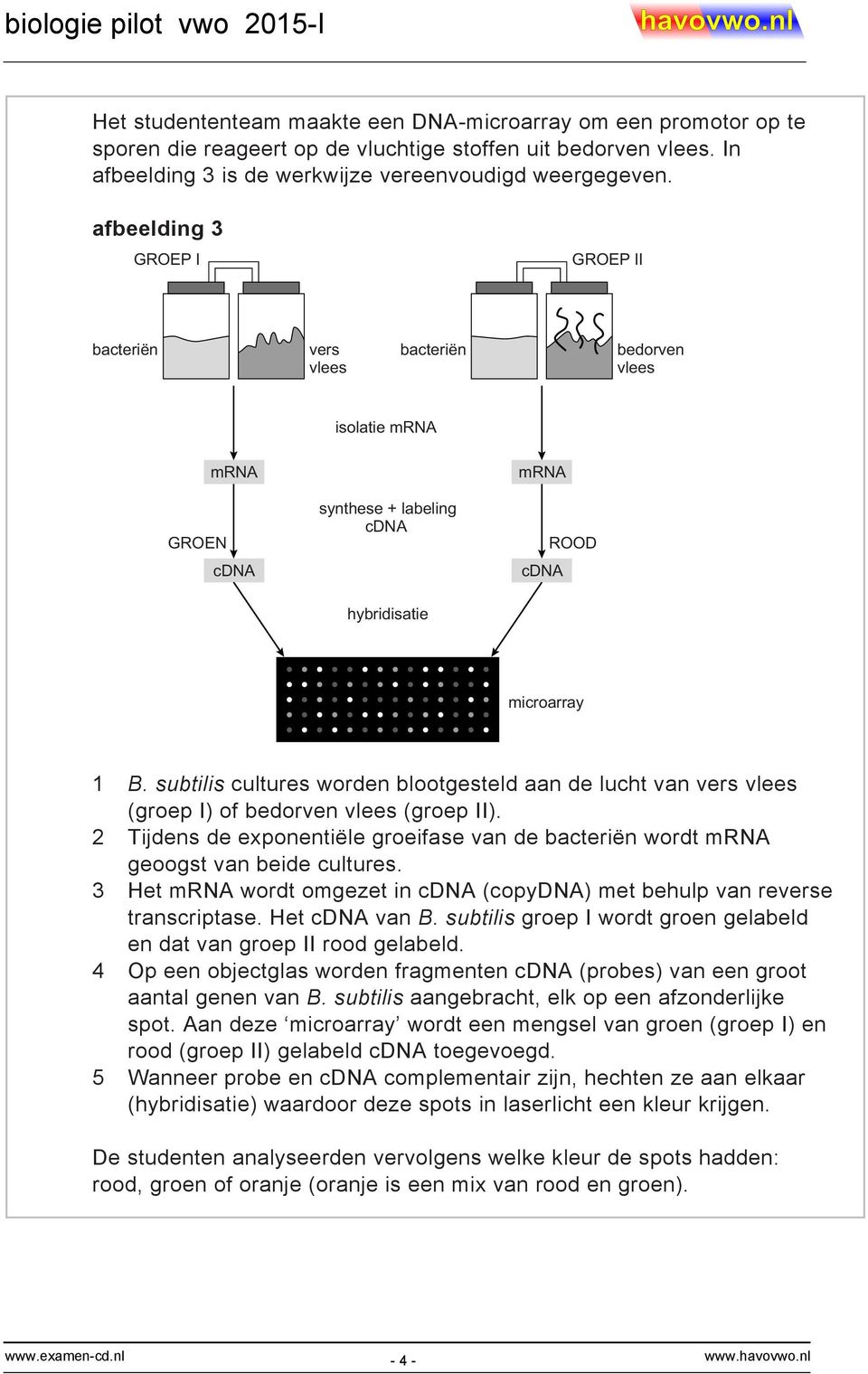 subtilis cultures worden blootgesteld aan de lucht van vers vlees (groep I) of bedorven vlees (groep II). 2 Tijdens de exponentiële groeifase van de bacteriën wordt mrna geoogst van beide cultures.