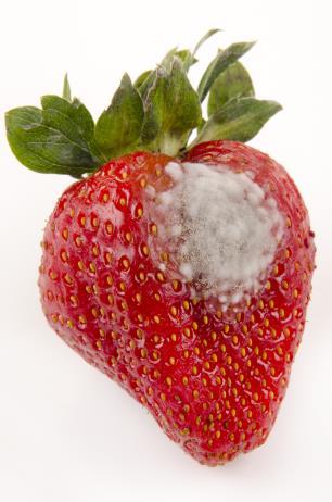 quality strawberries