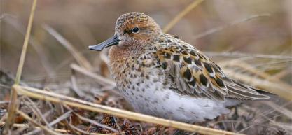 STUDIE Belgische Vogeldag inclusief VLOS (Vlaamse Ornithologische Studiedag) Zaterdag 16 februari 2013 Drie Eikencampus Wilrijk De Belgische Vogeldag en de VLOS (Vlaamse ornithologische Studiedag)