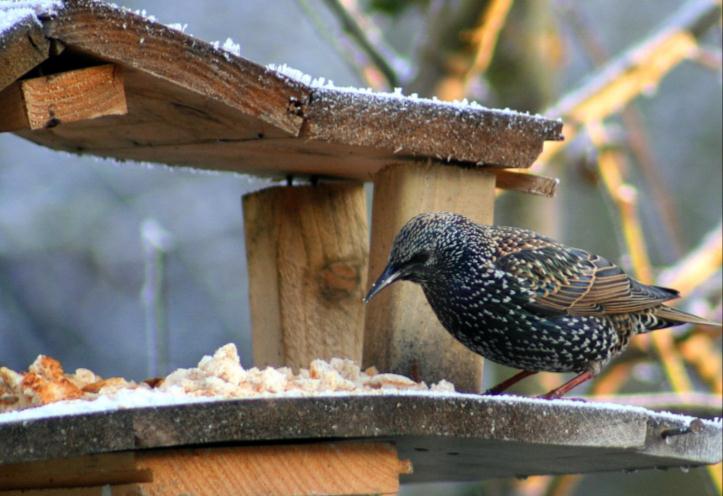 FOTOCLUB We weten dat we de vogels een groot plezier doen door hen voedsel te verschaffen, maar eigenlijk is het nog veel fijner voor ons zelf om op die manier de