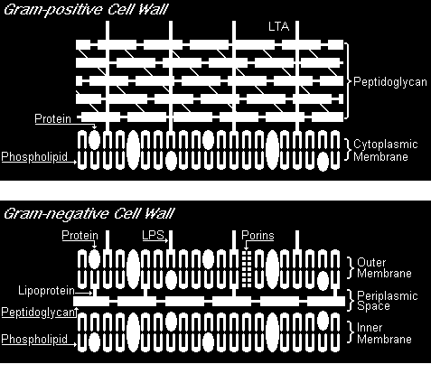 Bacteriën Klassificatie en Nomenclatuur family genus species fenotypische en genotypische karakteristieken