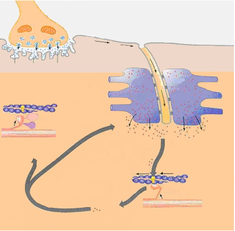 Deze AP verspreid zich relatief traag over spiercel (~ongemyeliniseerde zenuwcel) Depolarisatie wordt via tranversale tubuli aan de cysternen van het sarcoplasmatisch reticulum overgedragen Cysternen