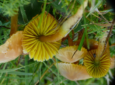 zijn zeer rijk aan fungi, zowel voor wat betreft de aantallen soorten als de aantallen vruchtlichamen. Vegetatietype V6 omvat topgebieden als Orchideeënpad, Waterdellen en Astrids Driftje.