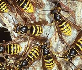 wespen? In uiterlijk veel overlap; veel bijen zijn behaard, maar ook veel bijensoorten zijn kaal en zelfs zwart-geel gestreept (wolbijen, wespbijen!