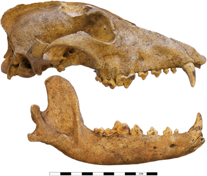 10.2: Boven de schedel van de hond (HvdK V66) lateraal aanzicht van rechts, onder de rechter mandibul, lateraal aanzicht. plex (V51) uit fase 4a werden uitsluitend resten van kleine honden gevonden.
