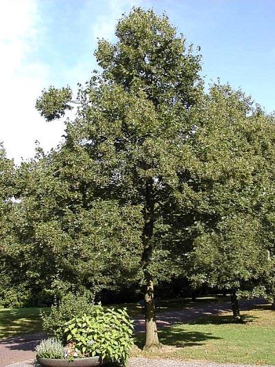 Verschillen Tilia-soorten Blad Tlia europaea groen nerven groen Tilia