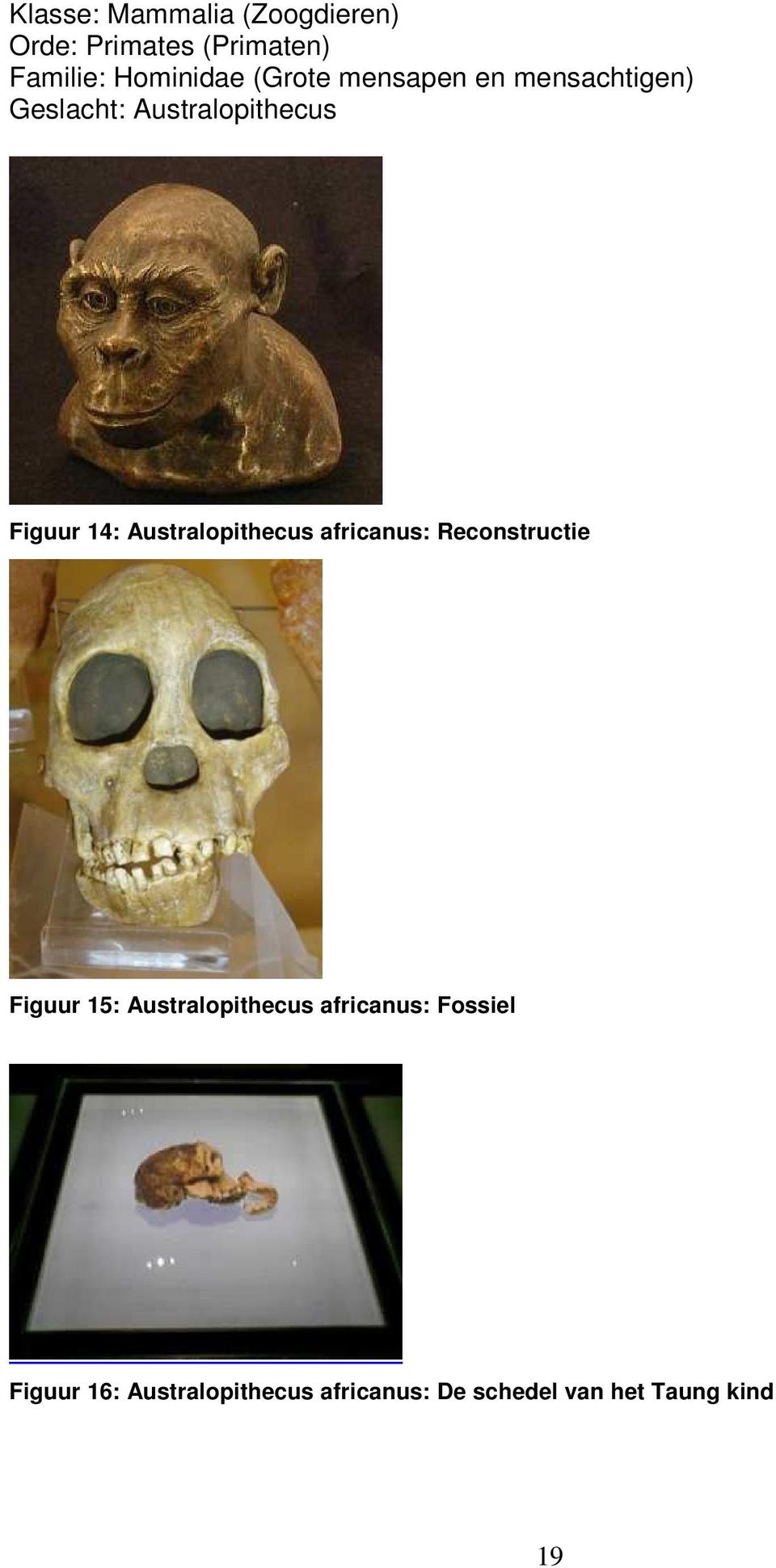 Australopithecus africanus: Reconstructie Figuur 15: Australopithecus