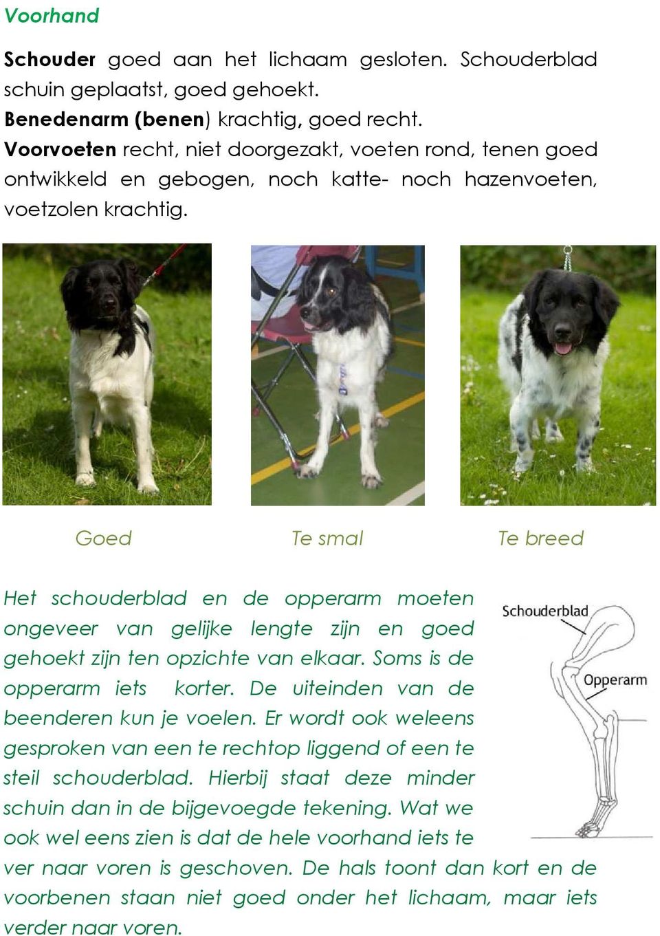 Goed Te smal Te breed Het schouderblad en de opperarm moeten ongeveer van gelijke lengte zijn en goed gehoekt zijn ten opzichte van elkaar. Soms is de opperarm iets korter.