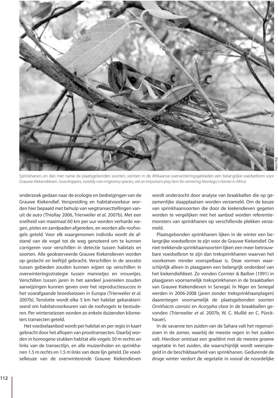 Verspreiding en habitatvoorkeur worden hier bepaald met behulp van wegtransecttellingen vanuit de auto (Thiollay 2006, Trierweiler et al. 2007b).