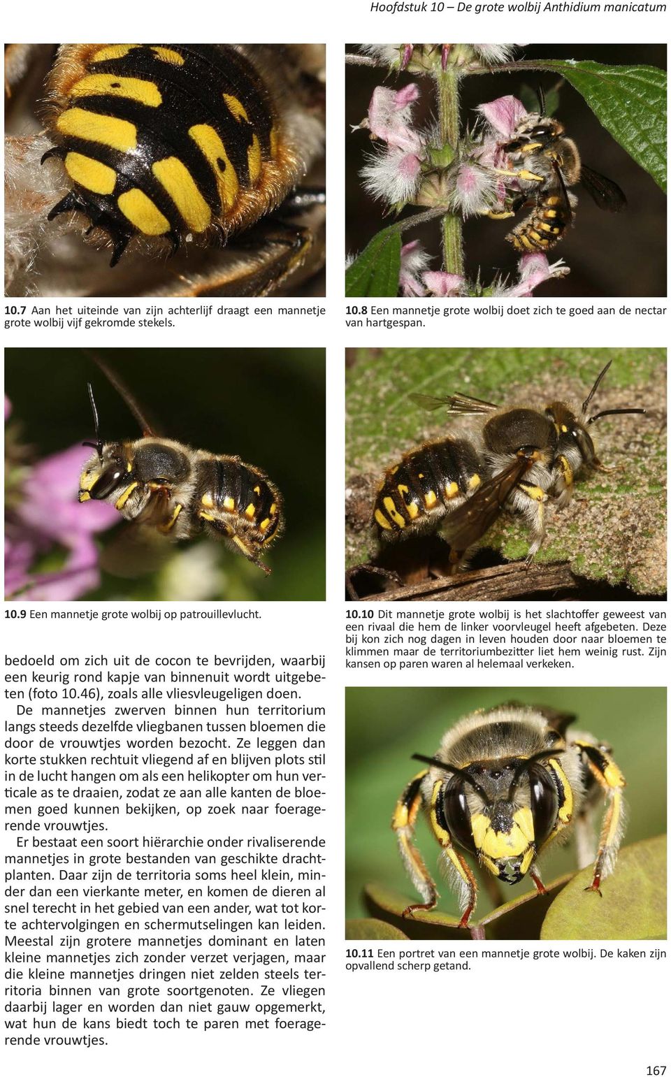 46), zoals alle vliesvleugeligen doen. De mannetjes zwerven binnen hun territorium langs steeds dezelfde vliegbanen tussen bloemen die door de vrouwtjes worden bezocht.