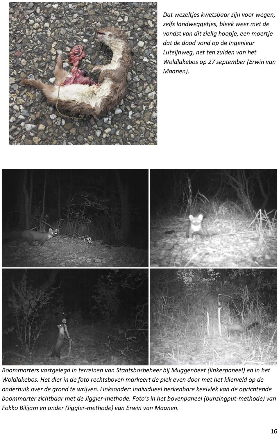 Boommarters vastgelegd in terreinen van Staatsbosbeheer bij Muggenbeet (linkerpaneel) en in het Woldlakebos.