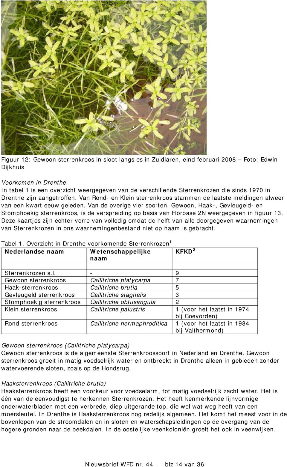 Van de overige vier soorten, Gewoon, Haak-, Gevleugeld- en Stomphoekig sterrenkroos, is de verspreiding op basis van Florbase 2N weergegeven in figuur 13.