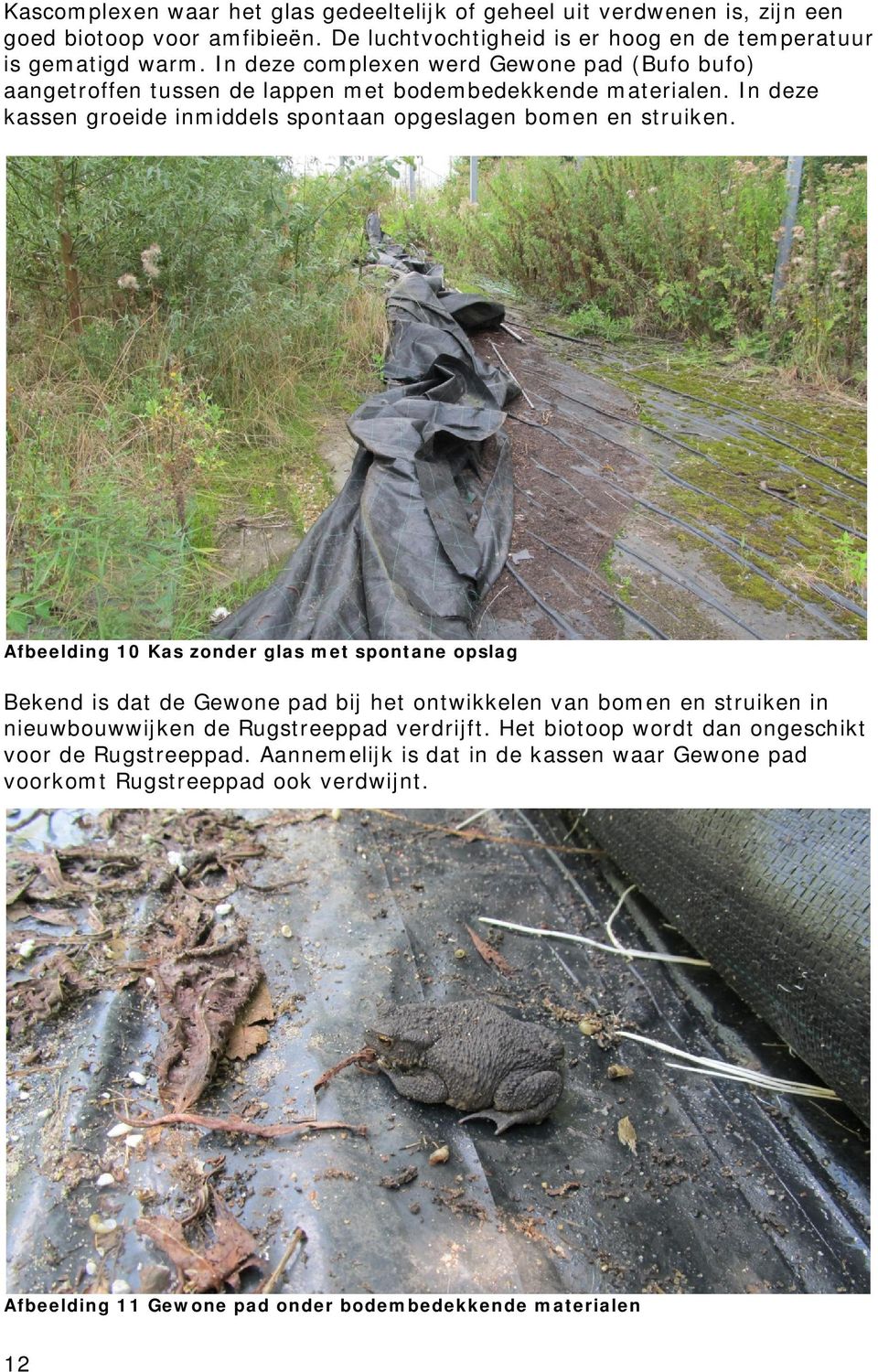 Afbeelding 10 Kas zonder glas met spontane opslag Bekend is dat de Gewone pad bij het ontwikkelen van bomen en struiken in nieuwbouwwijken de Rugstreeppad verdrijft.