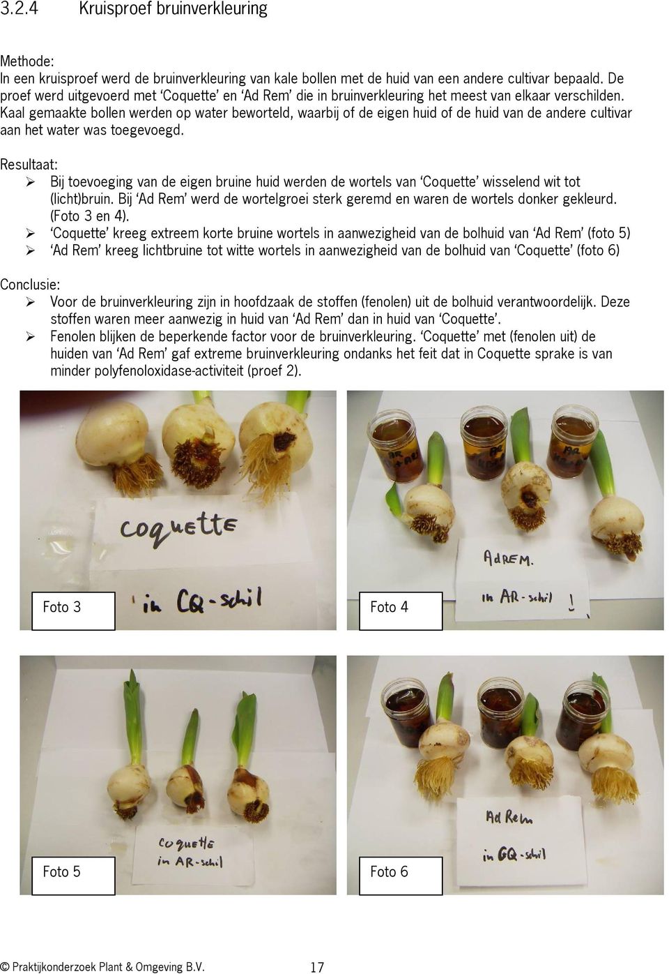 Kaal gemaakte bollen werden op water beworteld, waarbij of de eigen huid of de huid van de andere cultivar aan het water was toegevoegd.