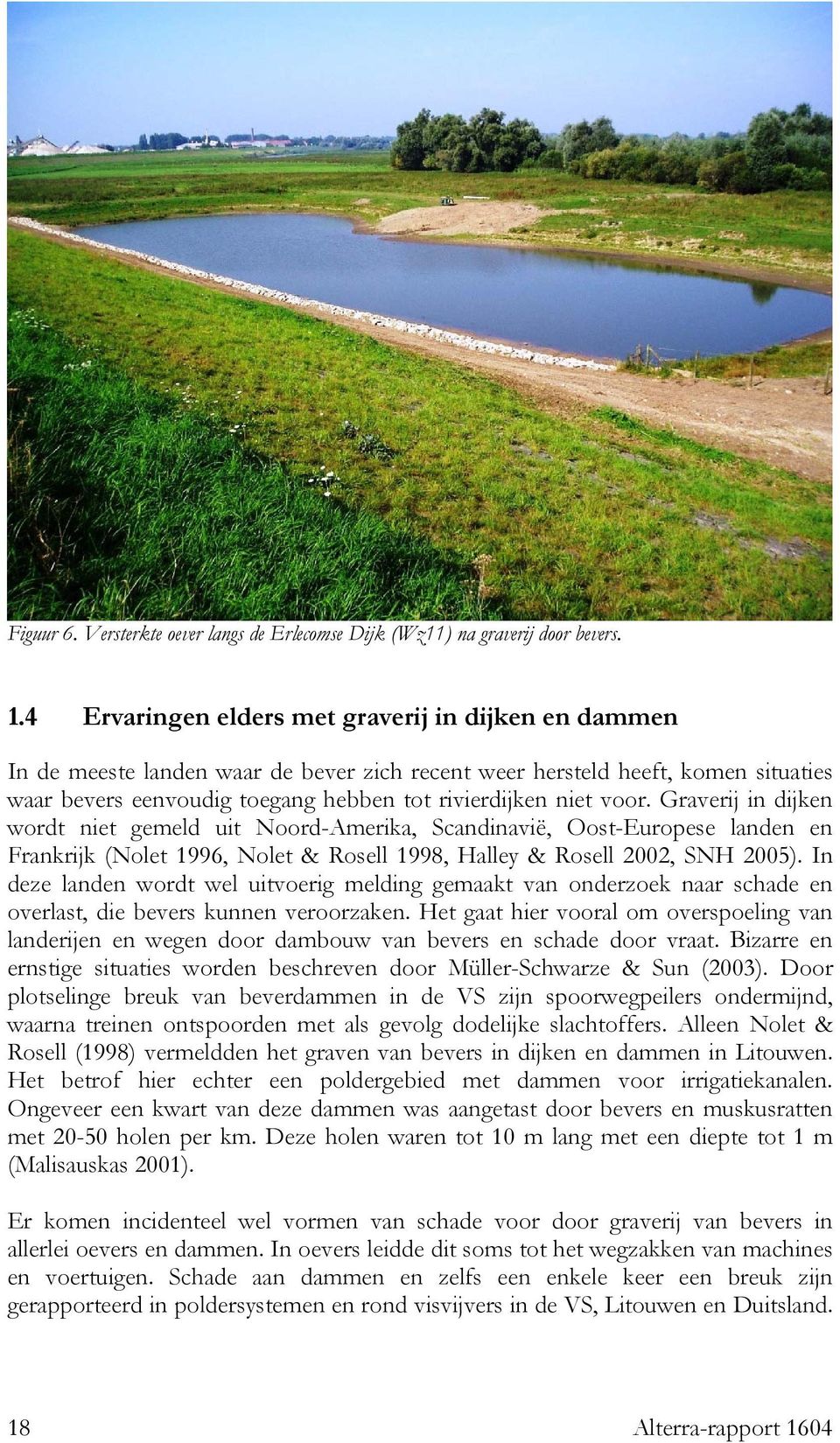 Graverij in dijken wordt niet gemeld uit Noord-Amerika, Scandinavië, Oost-Europese landen en Frankrijk (Nolet 1996, Nolet & Rosell 1998, Halley & Rosell 2002, SNH 2005).