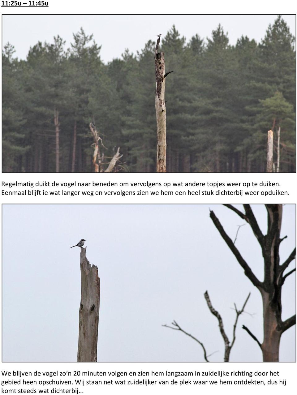 We blijven de vogel zo n 20 minuten volgen en zien hem langzaam in zuidelijke richting door het gebied