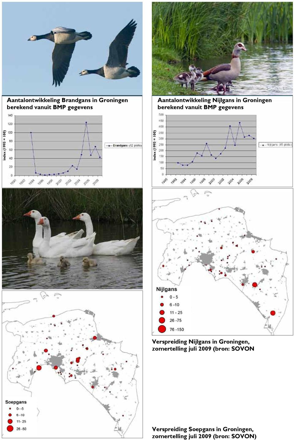 (1993 = 100) index (1993 = 100) Verspreiding Nijlgans in Groningen, zomertelling