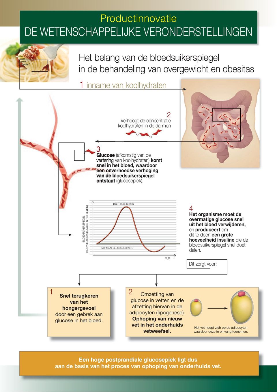 BLOEDSUIKERSPIEGEL (HOEVEELHEID GLUCOSE IN HET BLOED) HOGE GLUCOSEPIEK NORMAAL GLUCOSEGEHALTE 4 Het organisme moet de overmatige glucose snel uit het bloed verwijderen, en produceert om dit te doen