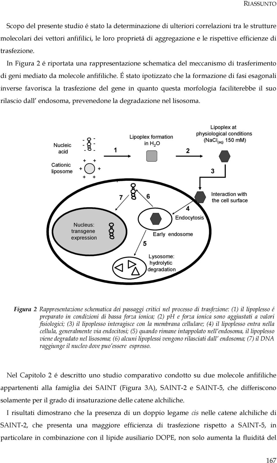 É stato ipotizzato che la formazione di fasi esagonali inverse favorisca la trasfezione del gene in quanto questa morfologia faciliterebbe il suo rilascio dall endosoma, prevenedone la degradazione