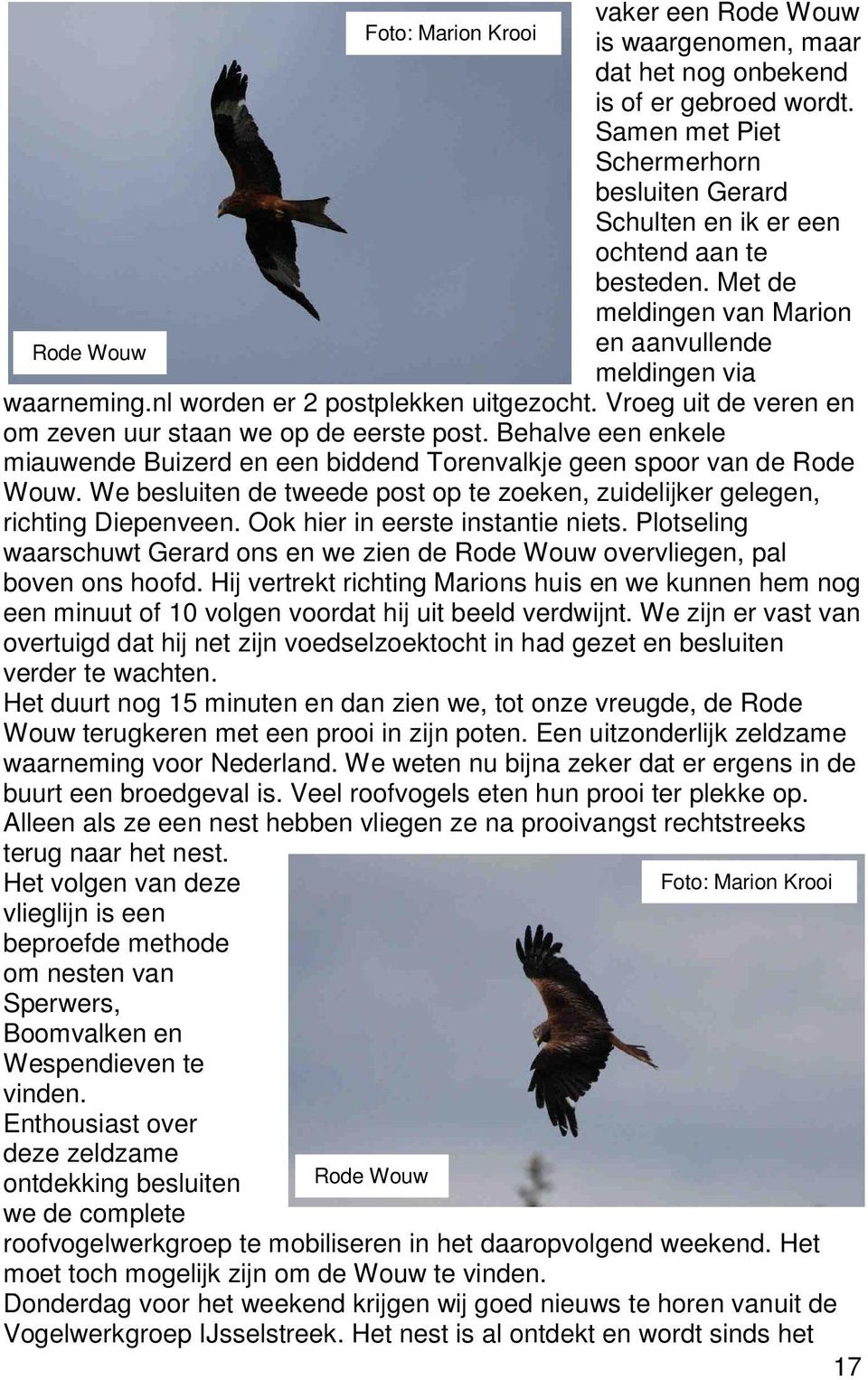 Behalve een enkele miauwende Buizerd en een biddend Torenvalkje geen spoor van de Rode Wouw. We besluiten de tweede post op te zoeken, zuidelijker gelegen, richting Diepenveen.