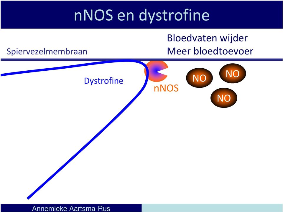 Bloedvaten wijder Meer