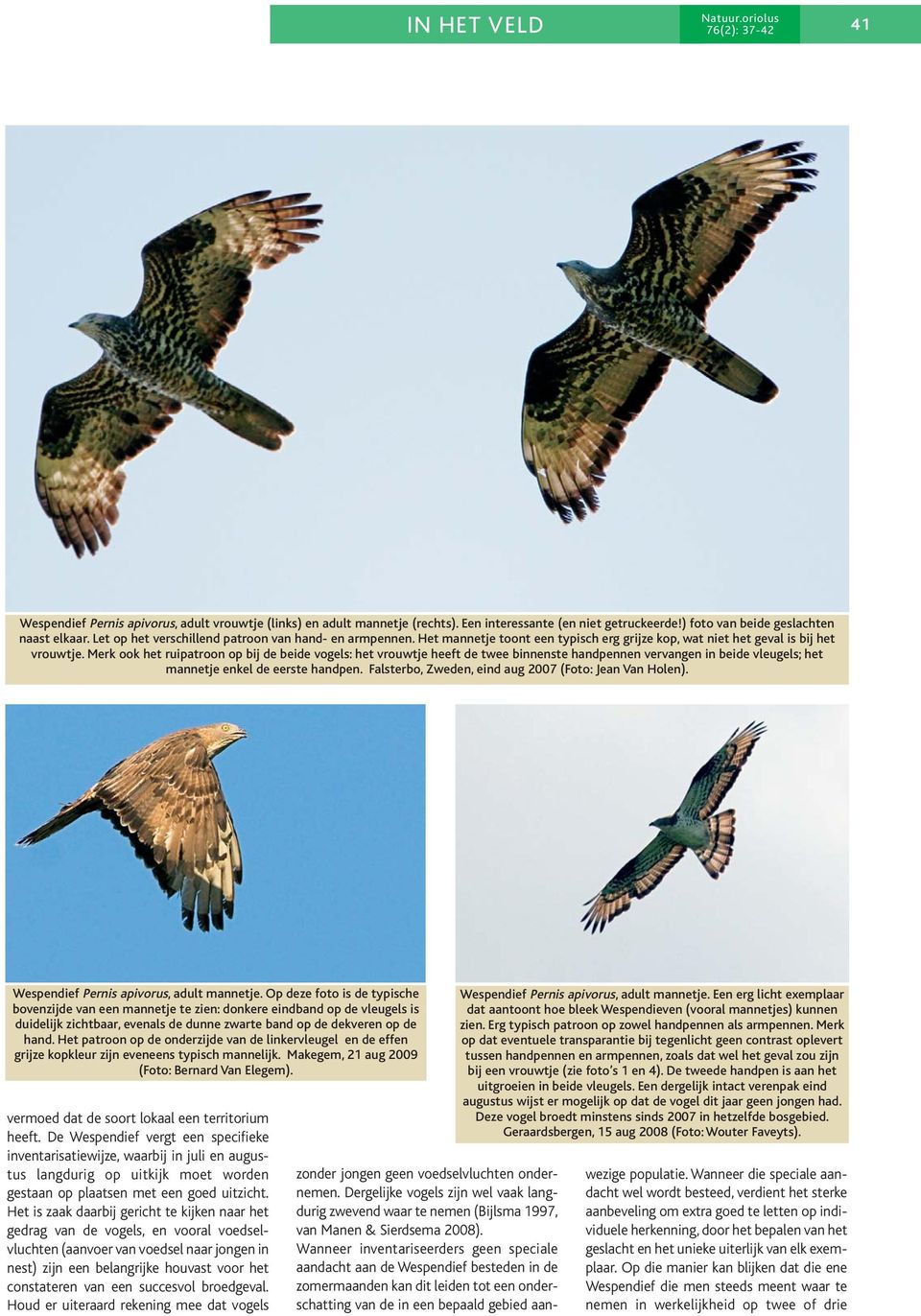 Merk ook het ruipatroon op bij de beide vogels: het vrouwtje heeft de twee binnenste handpennen vervangen in beide vleugels; het mannetje enkel de eerste handpen.