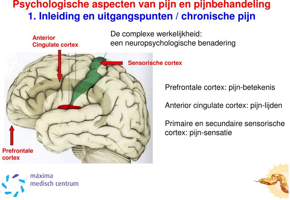 cortex Prefrontale cortex: pijn-betekenis Anterior cingulate cortex: