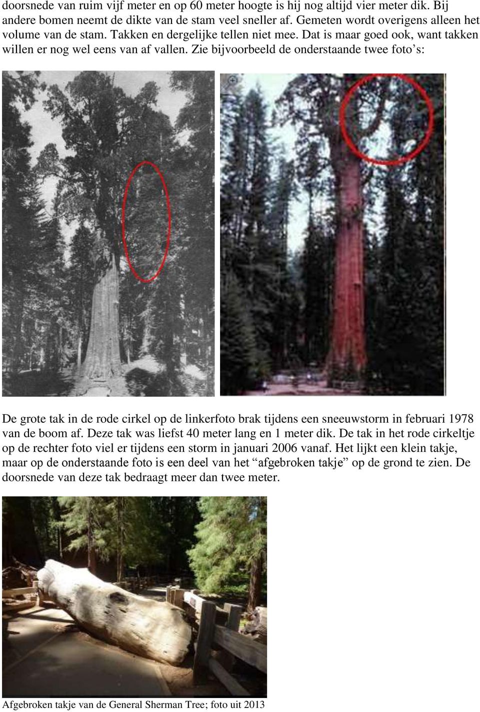 Zie bijvoorbeeld de onderstaande twee foto s: De grote tak in de rode cirkel op de linkerfoto brak tijdens een sneeuwstorm in februari 1978 van de boom af.