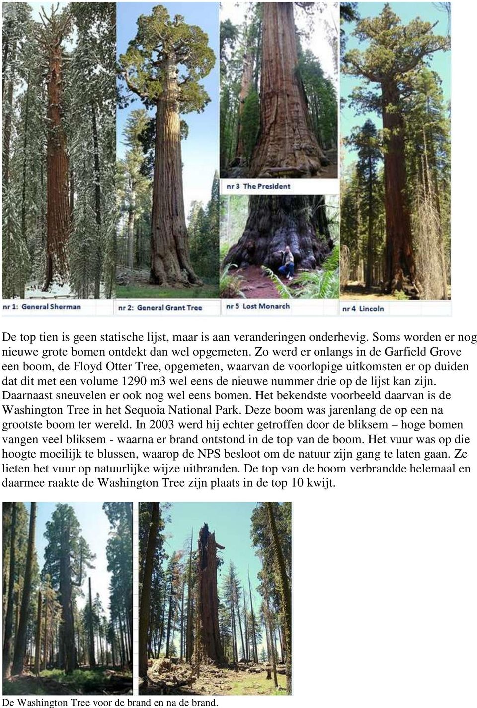 lijst kan zijn. Daarnaast sneuvelen er ook nog wel eens bomen. Het bekendste voorbeeld daarvan is de Washington Tree in het Sequoia National Park.