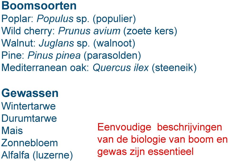 (walnoot) Pine: Pinus pinea (parasolden) Mediterranean oak: Quercus ilex