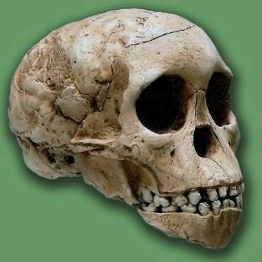 2. Australopithecus fase - 4,3 1,5 miljoen jaar geleden,