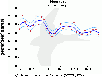 Figuur 31: Populatietrend broedpopulatie Meerkoet in Nederland Voor de wintertelling laat SOVON het volgende beeld zien.