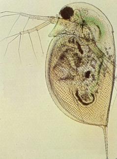 Weekdieren Koppotigen Schaaldieren Zeekat (Sepia) Spinachtigen Duizendpoten Miljoenpoten 8 korte armen mond met 2 hoornkaken vin kieuw trechter 2 lange armen mantelholte oog Dieren 1 Cursus