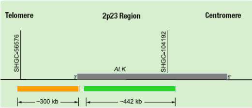 Detectie van ALK via FISH genomisch DNA Directe detectie van de breuk via