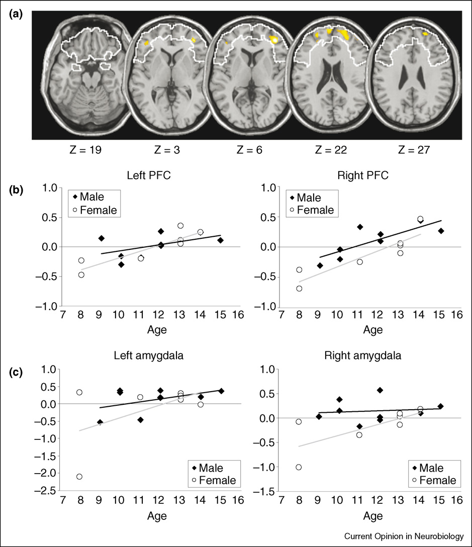 Leeftijdsgebonden veranderingen in hersenactiviteit. a) De prefrontale cortex en amygdala worden afgebeeld op een T1 gewogen MRI beeld.