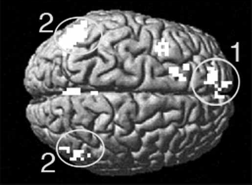 4.5 Het sociale brein Het is pas sinds de laatste twee decennia dat onderzoek naar de biologische basis van sociaal gedrag begon.