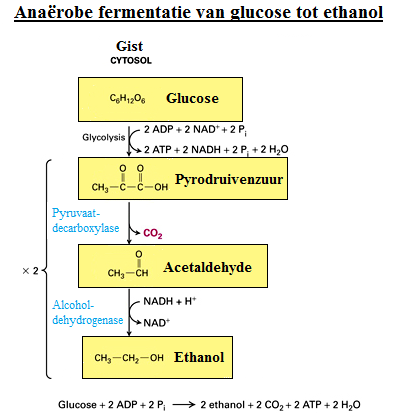 Bij het toepassen van SSF is er ook een inhiberend effect van ethanol op de cellulases. Een ethanolconcentratie van 30 g/l reduceert de enzymactiviteit met 25%