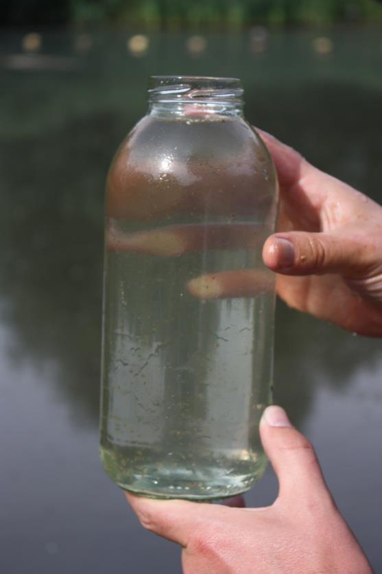 Rioolwaterzuiveringen - Riooloverstort(en) Grote bron, maatregelen zijn getroffen (Watertafel) Ongezuiverde lozingen Regenwaterlozingen Afstromend wegwater Vee op weilanden - Uit- en afspoeling van